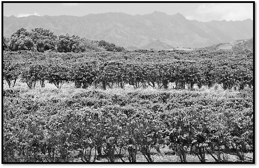 Kauai's Natural Landmarks plantations